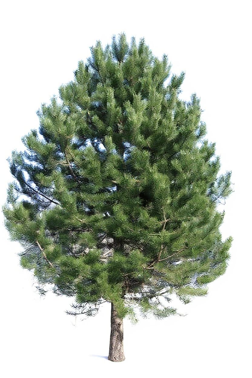 pine tree