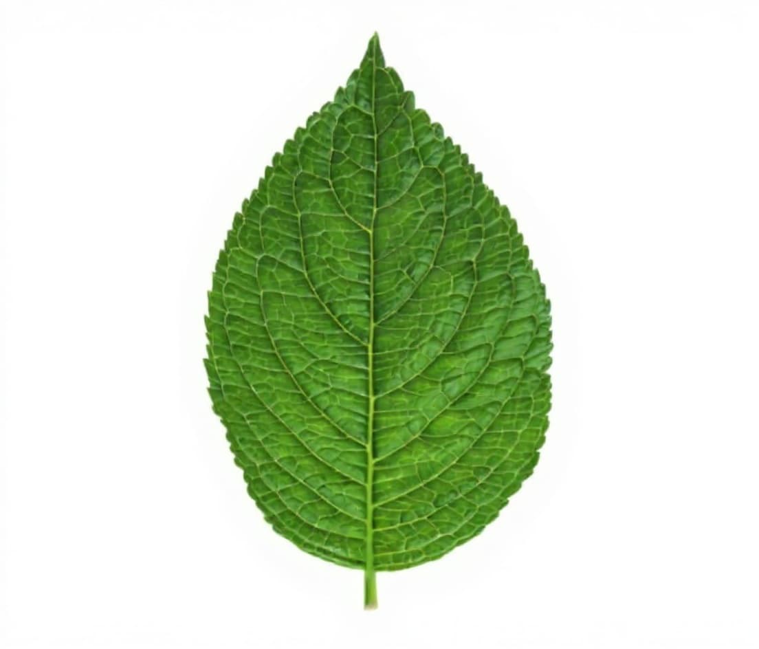 leaf