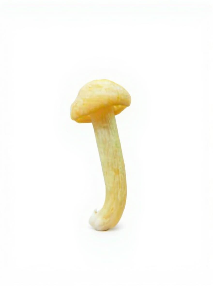 toy mushroom