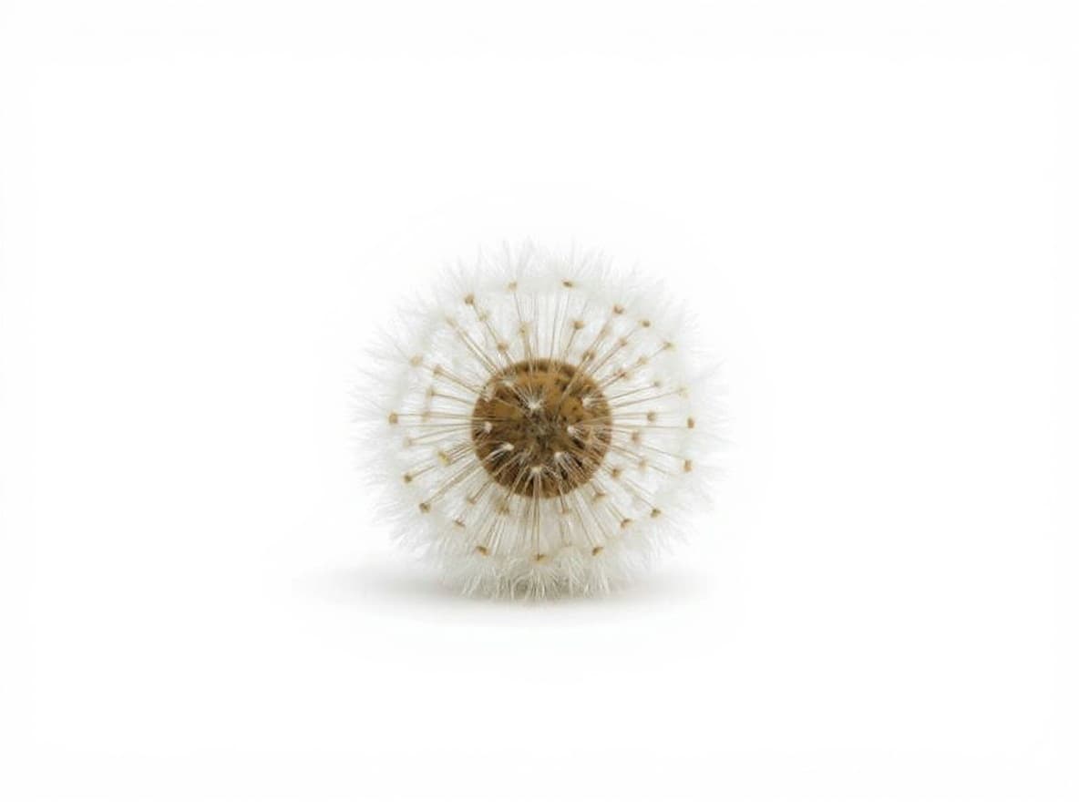 dandelion seed head