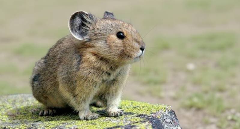 marmot
