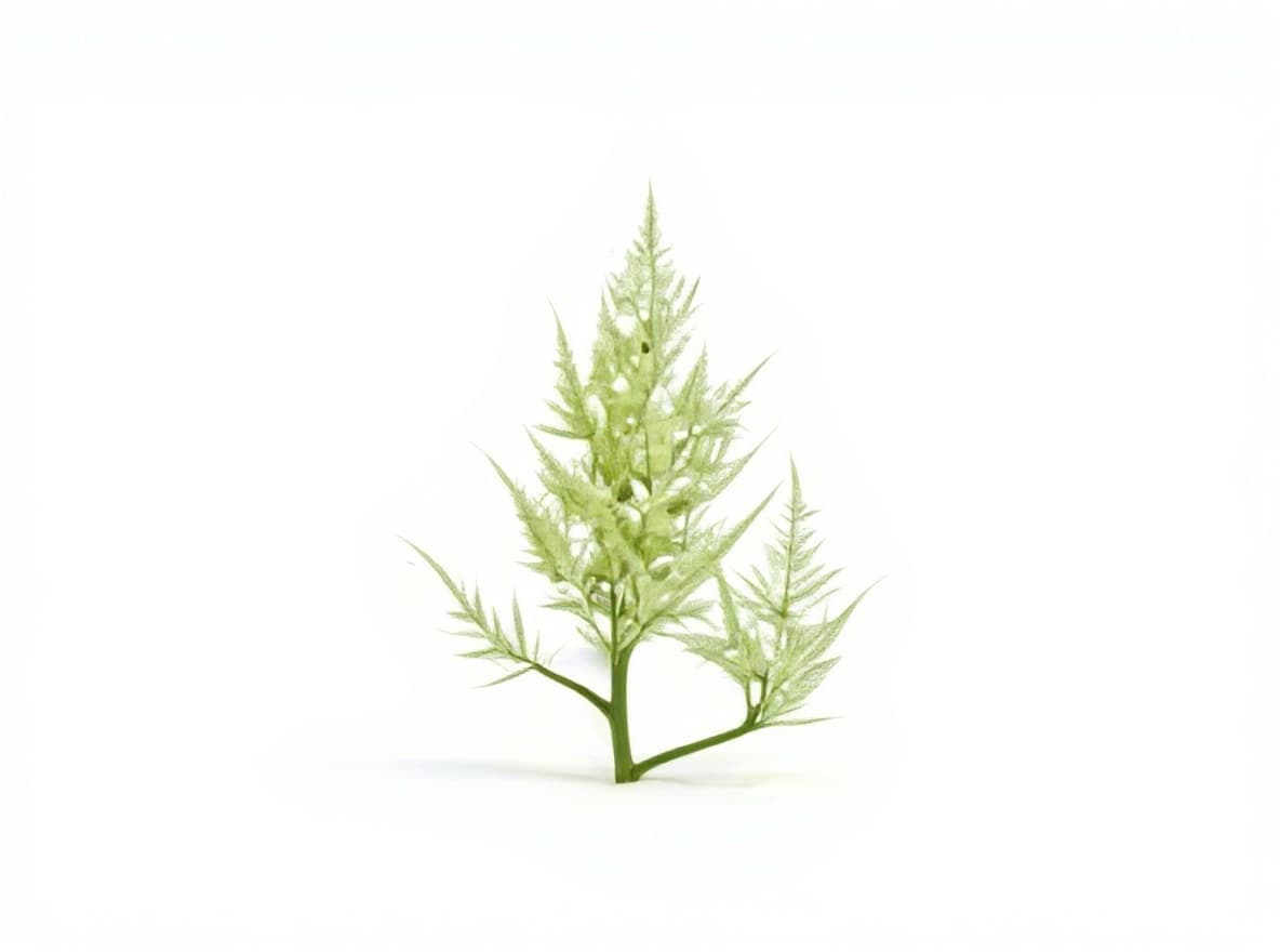 plant stem