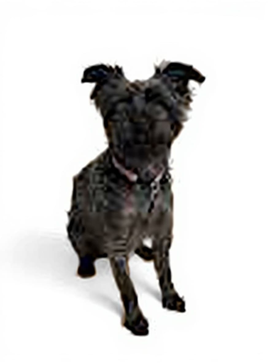 black dog