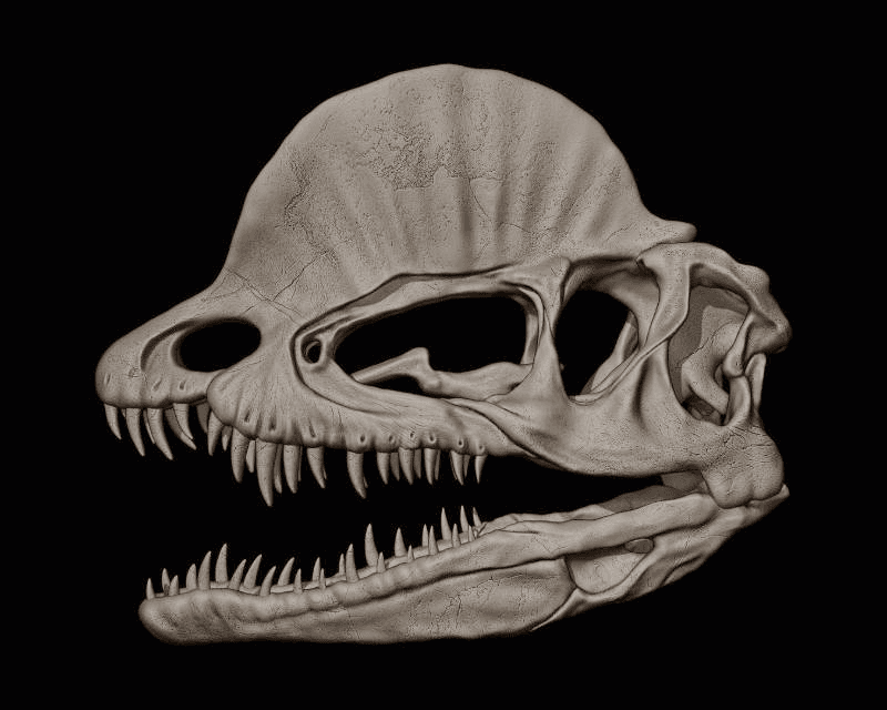 dinosaur skull