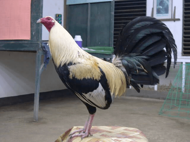rooster statue