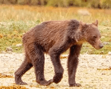 brown bear