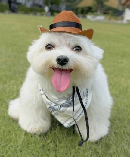 dog costume