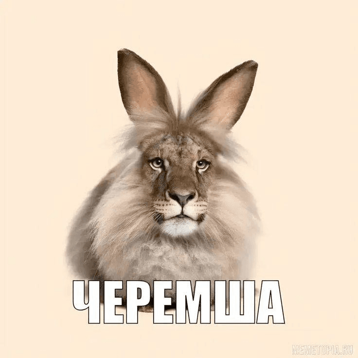 animal, cat