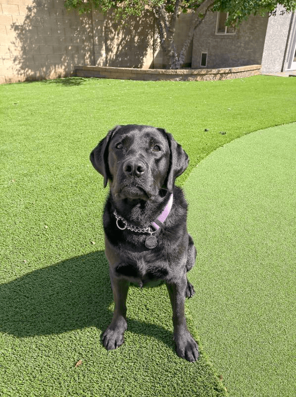 artificial turf dog