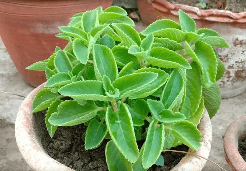 plant pot