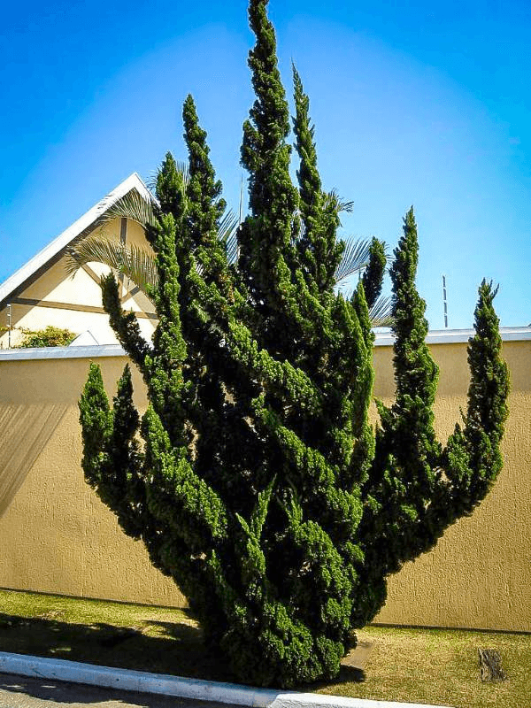 cypress tree