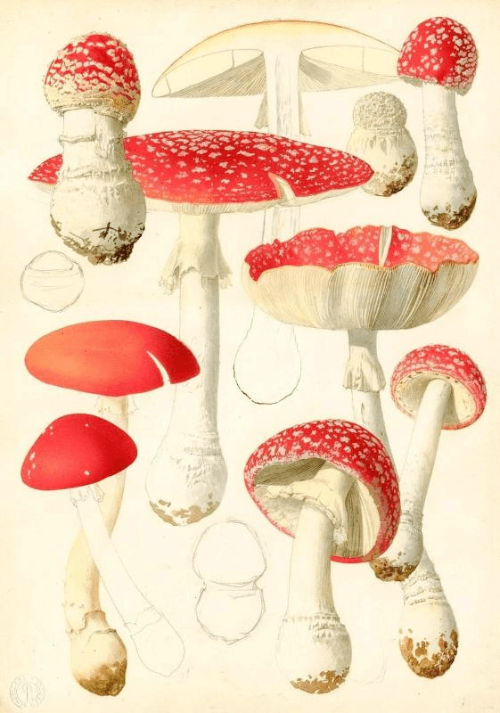 mushroom illustration