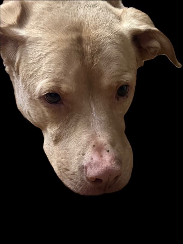 dog head