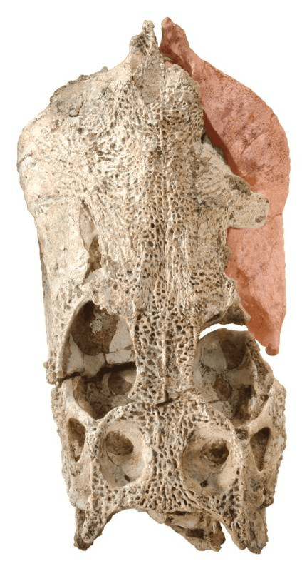 dinosaur skull