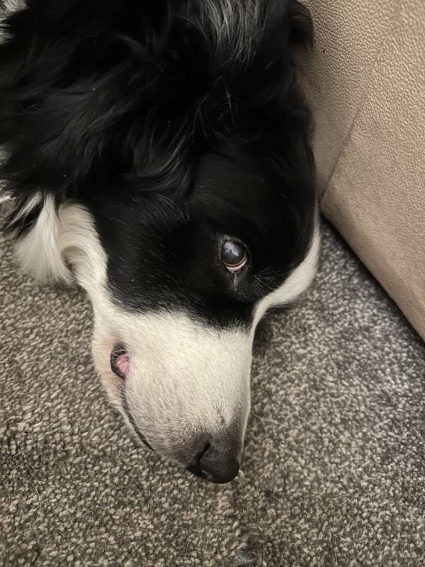 dog bed