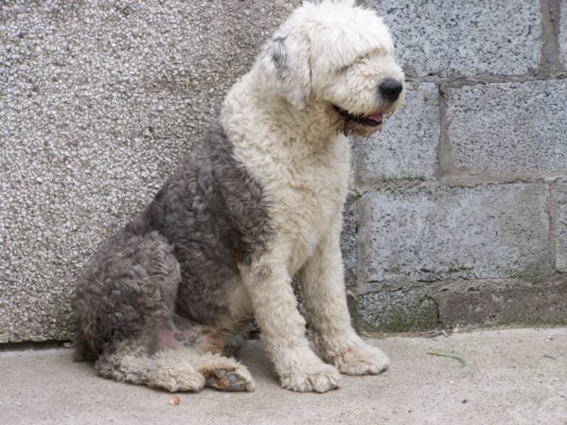 dog sitting against