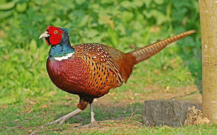 peacock