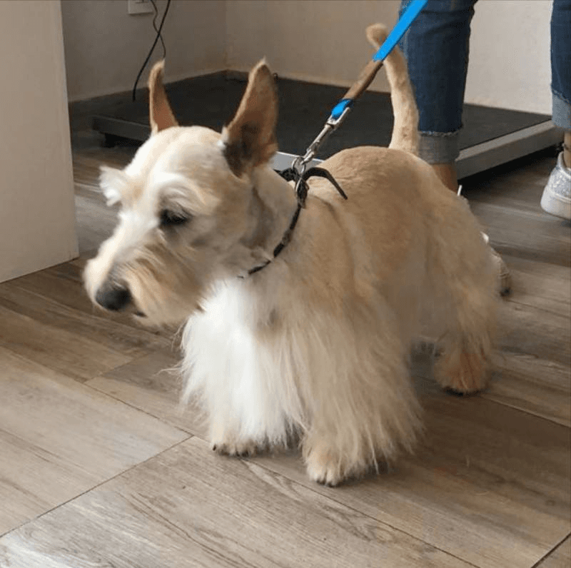 dog leash