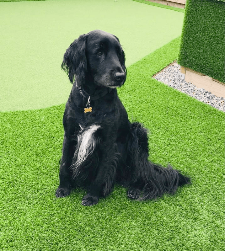 artificial turf dog