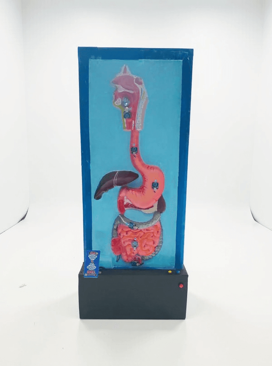 anatomical model