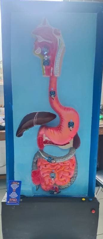 anatomical model