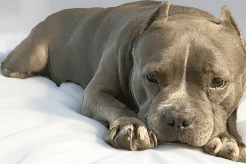 dog