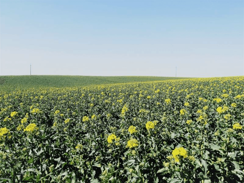 field of yellow