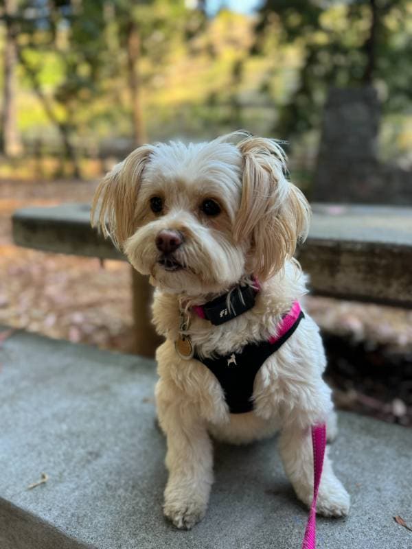 dog harness