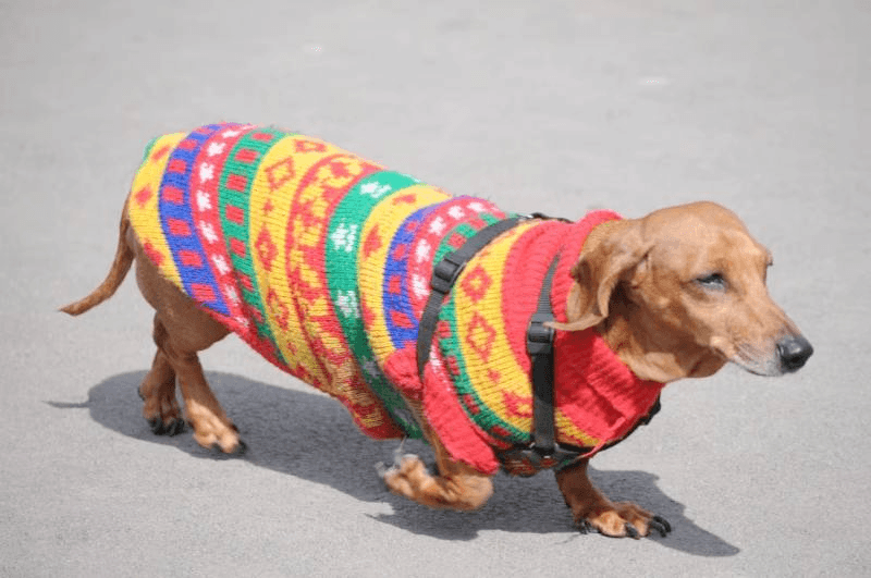 dog sweater
