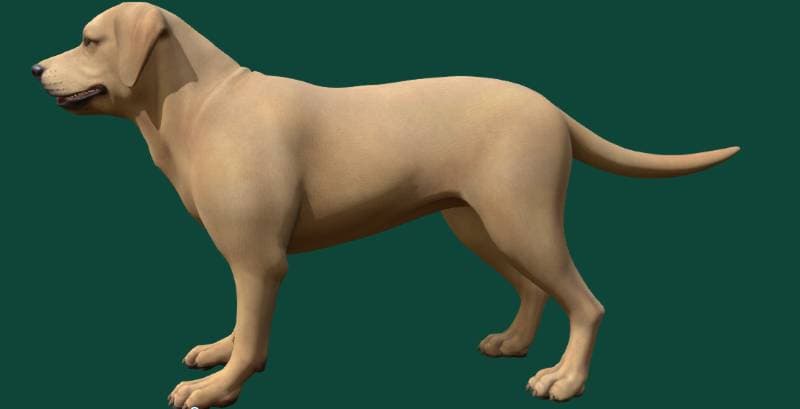 dog model