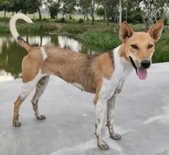 dog