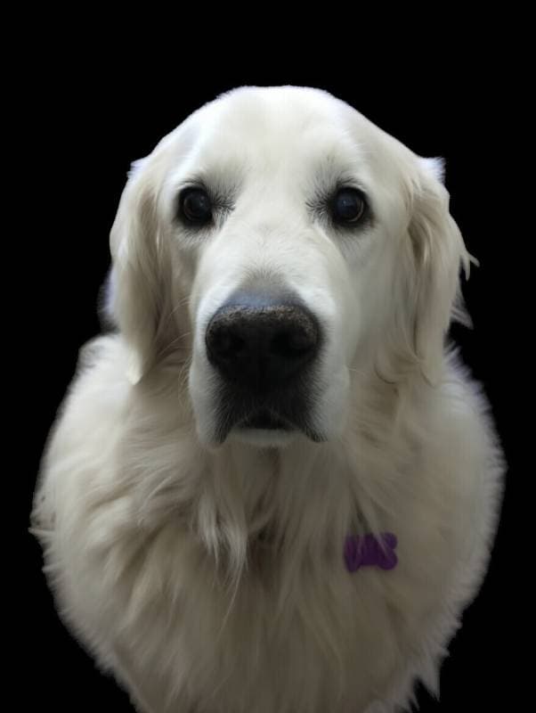 white dog