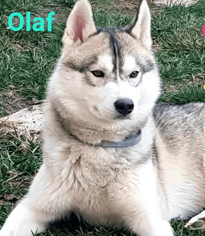 dog collar