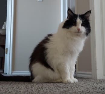 cat