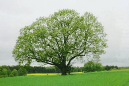large tree