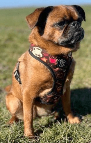 dog harness