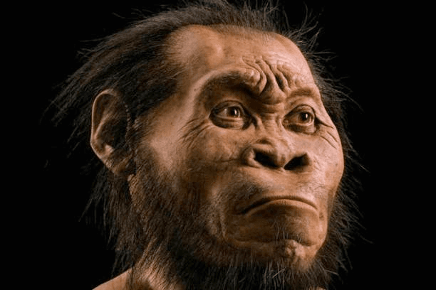 fake primate head