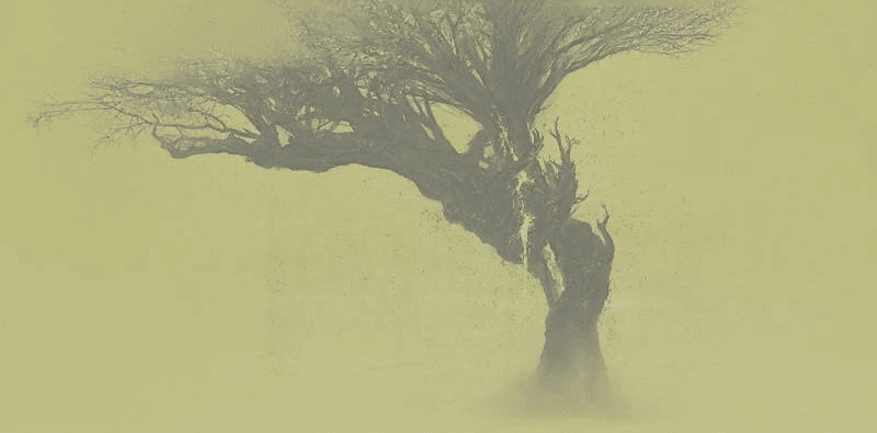 wooden tree