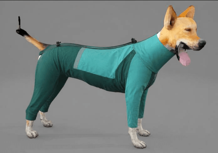 dog suit