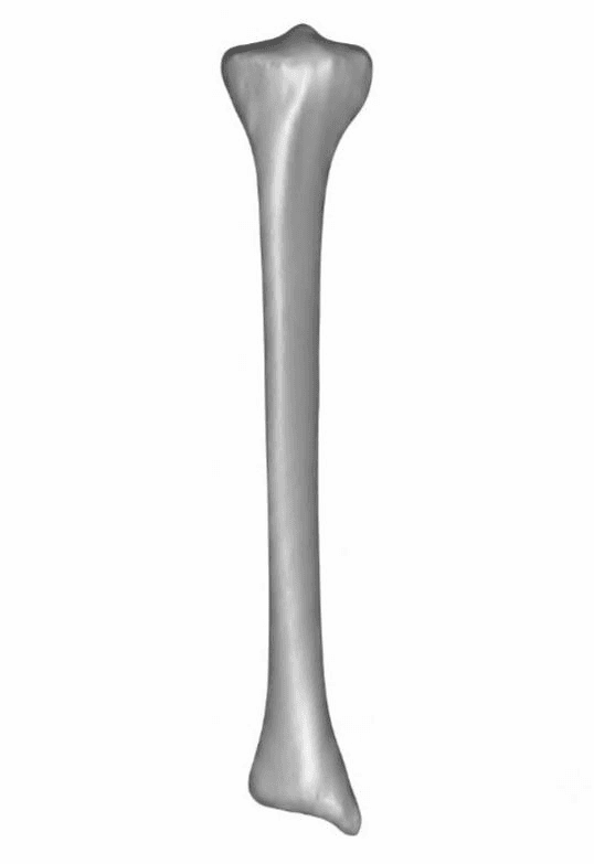 bone model