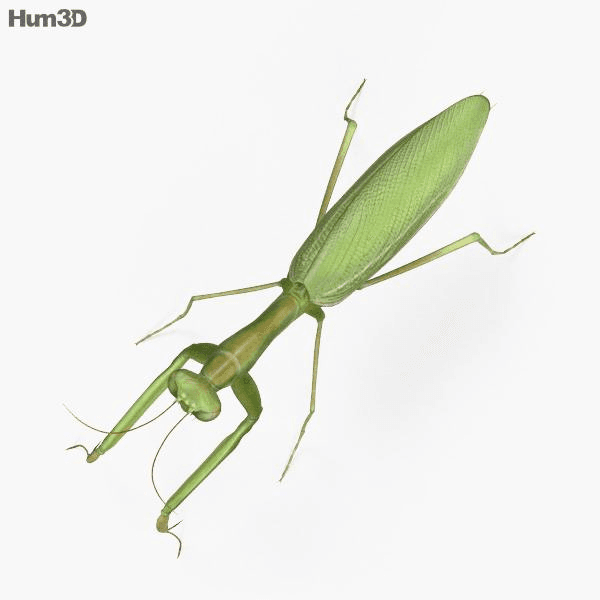 green insect model