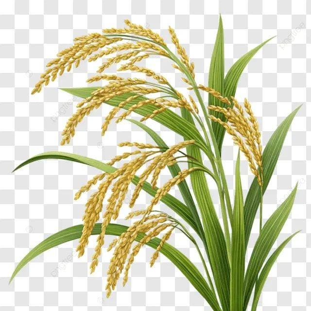 rice plant