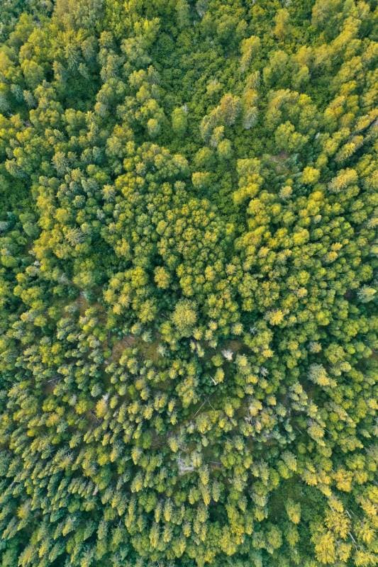 forest canopy
