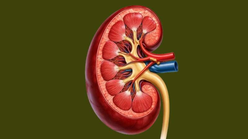 kidney