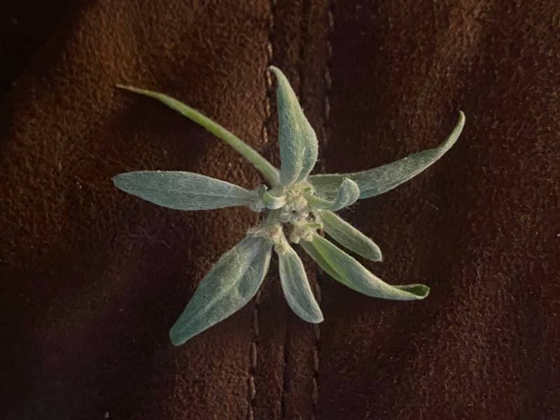 plant stem