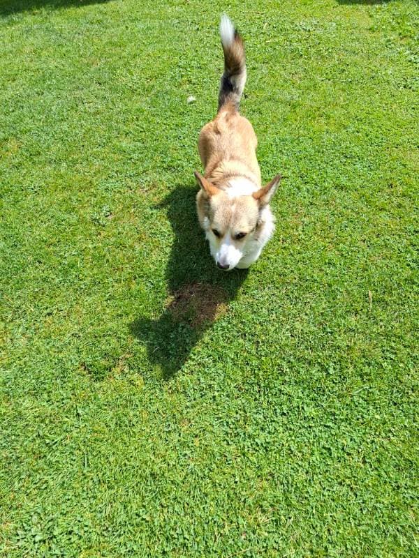 dog on grass